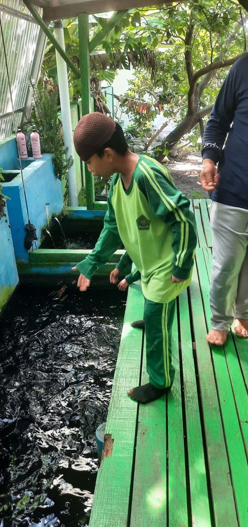 Kolam Ikan MIN 1 Bangka